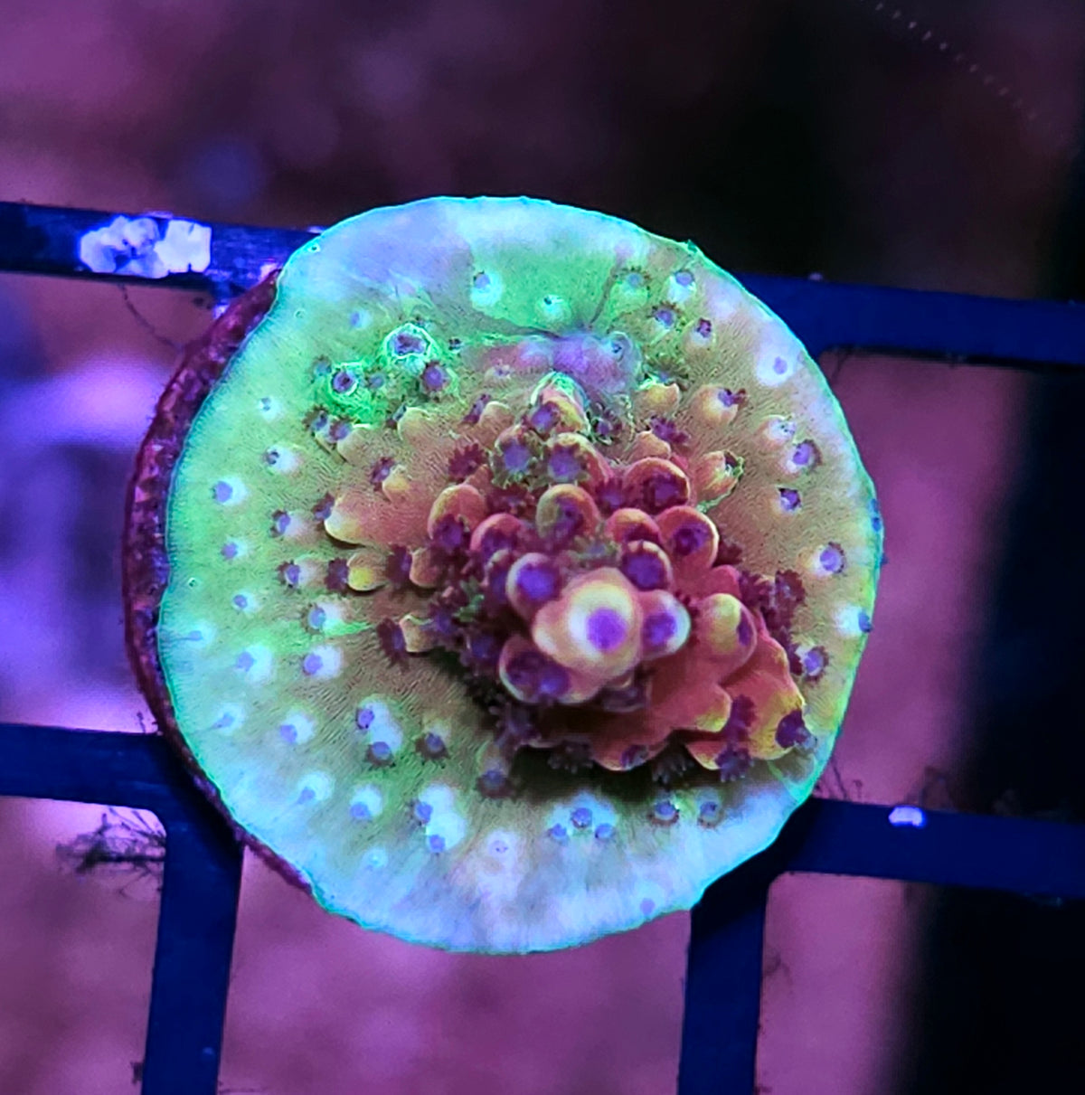 HF Atom Bomb Acropora