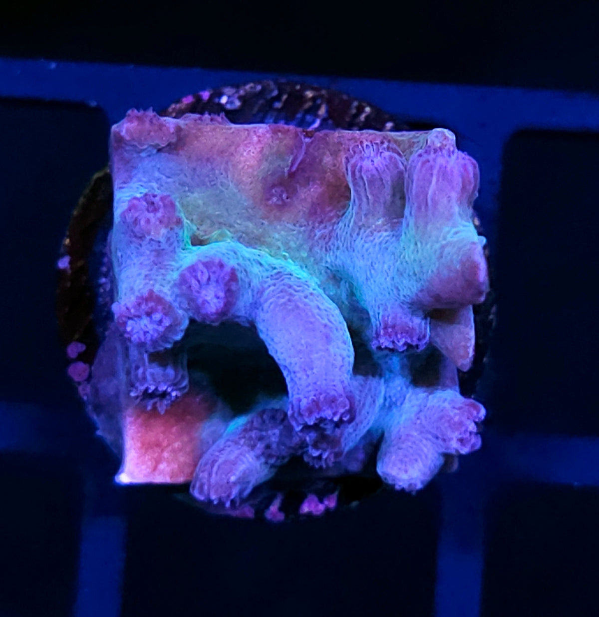 HF Phantasm Branching Cyphastrea