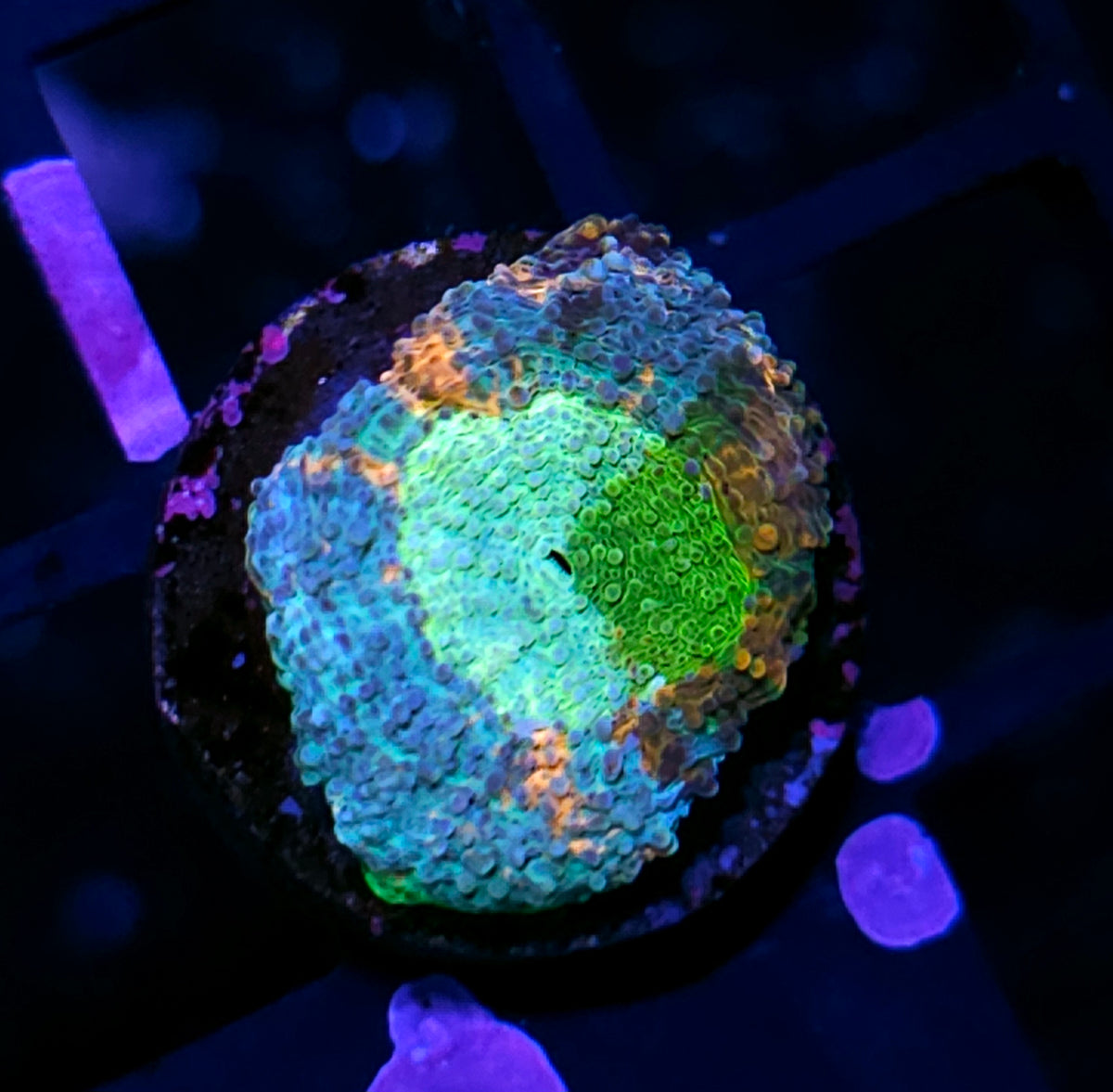 ECC Wonderland Acan Echinata