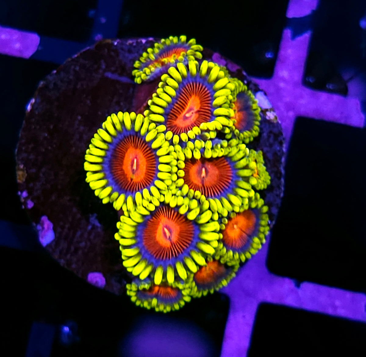 HF Vlad the Impaler Zoas