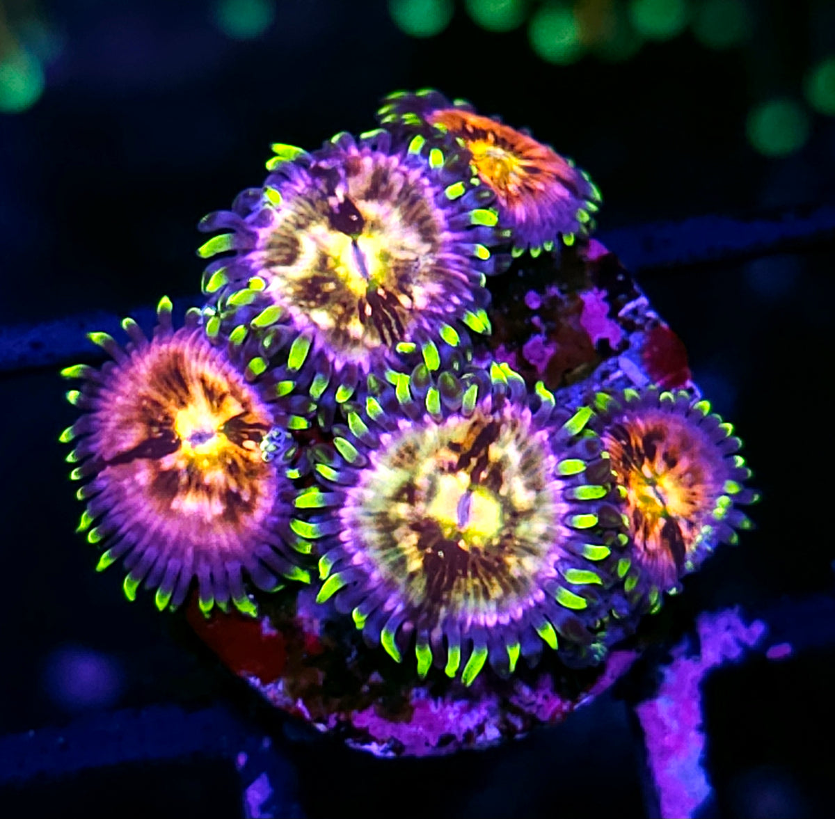 TS Nirvana Zoas