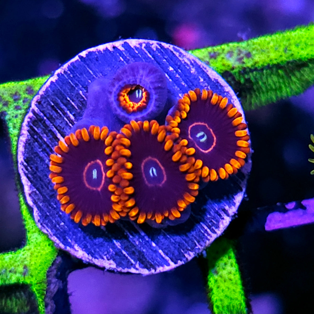 HF Red Hornet Zoas