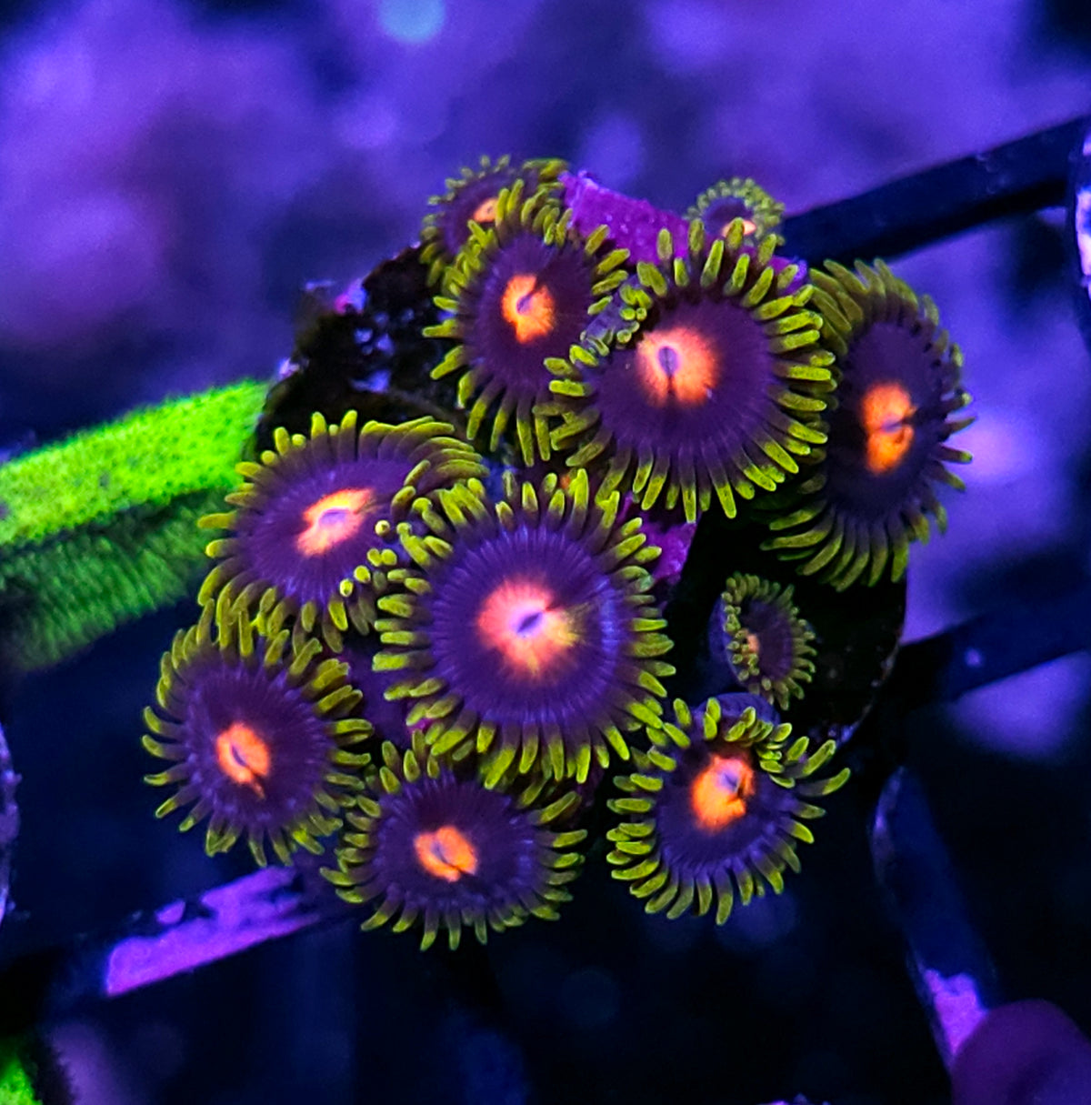 JF Blowpop Zoas