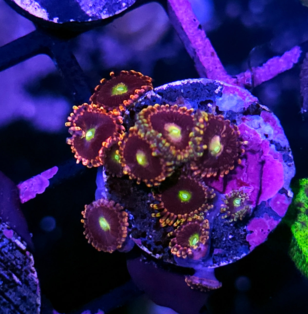 Bozos Birthday Zoas