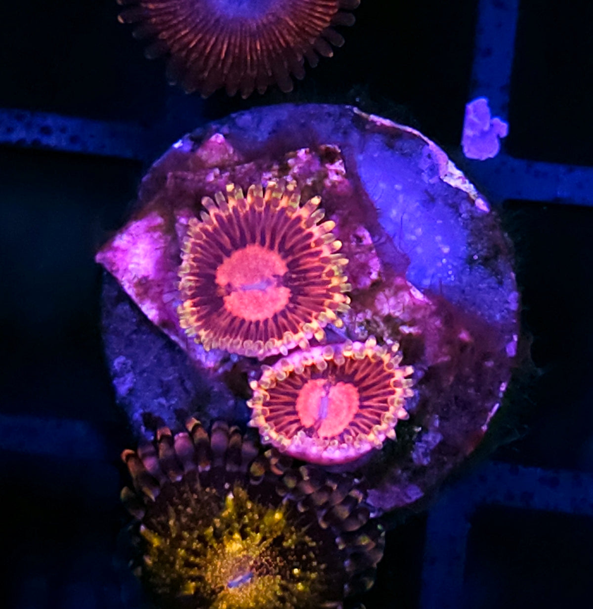 Pink Diamond Zoas