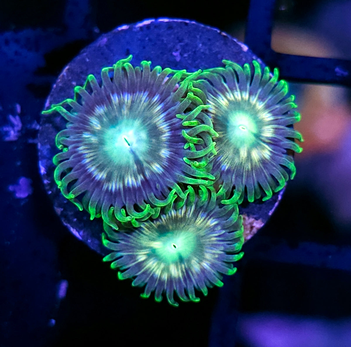 ECC Verdant Grove Zoas