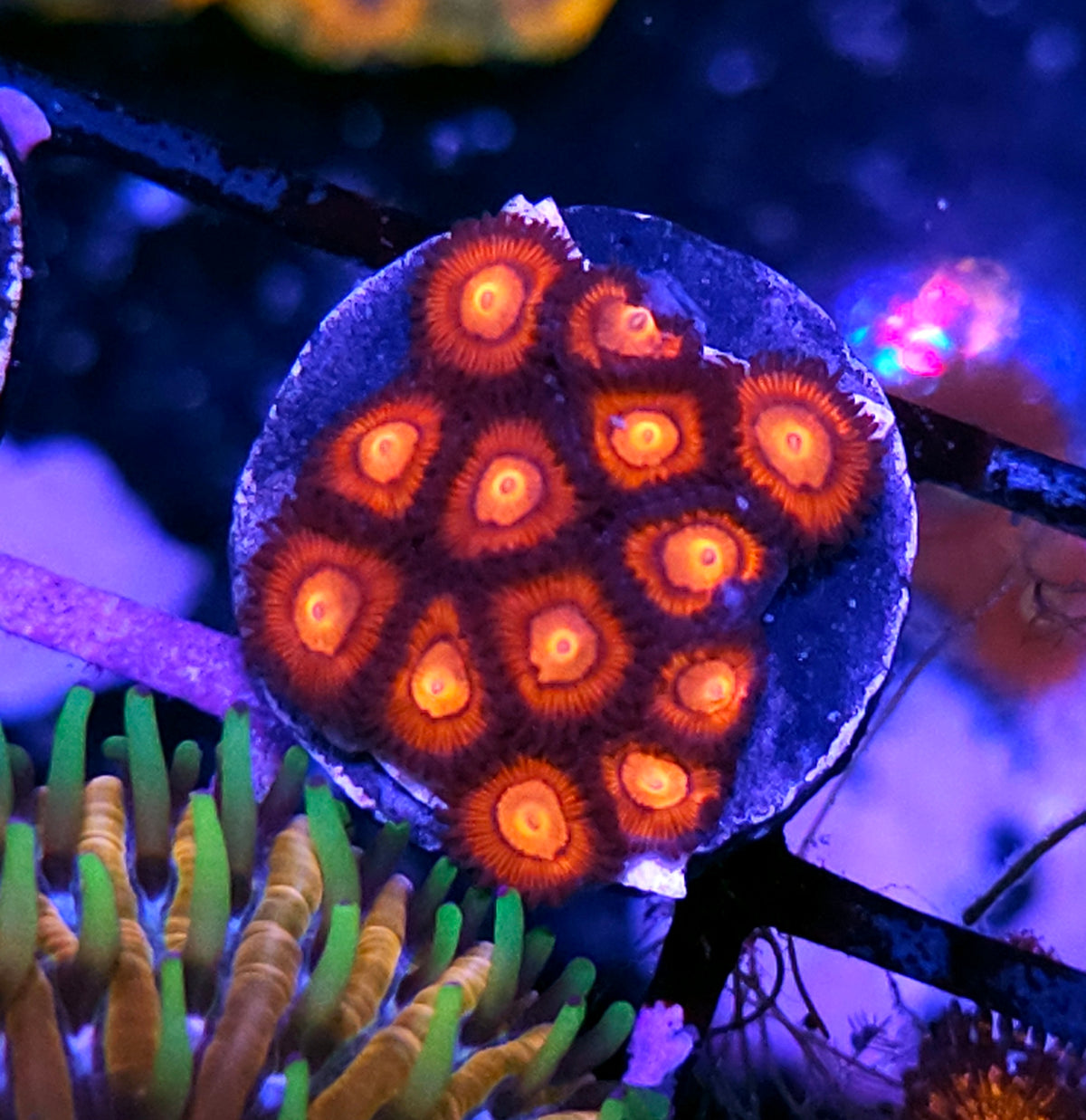 HF Bonfire Zoas