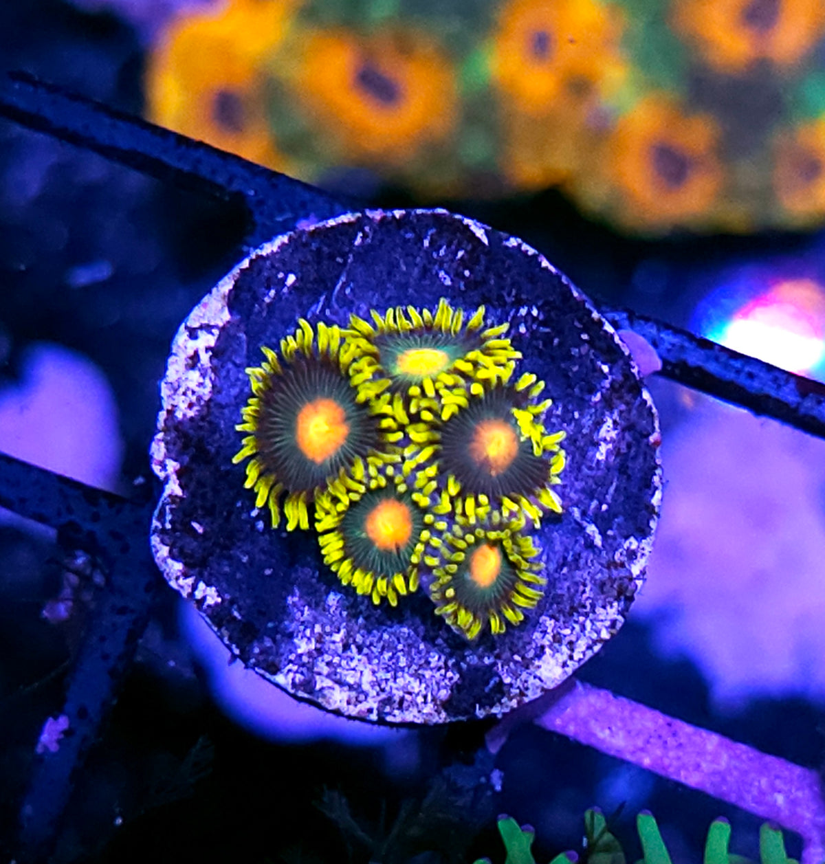 Hurricane Zoas