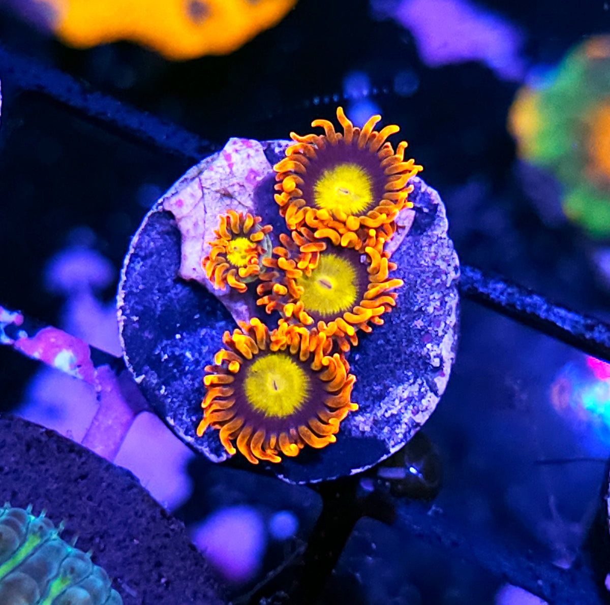 Electric Mandarin Zoas