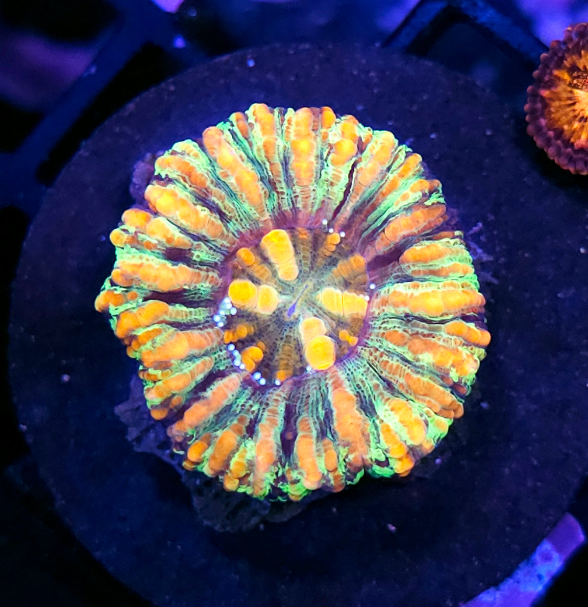 Holy Shit Mini Scolymia