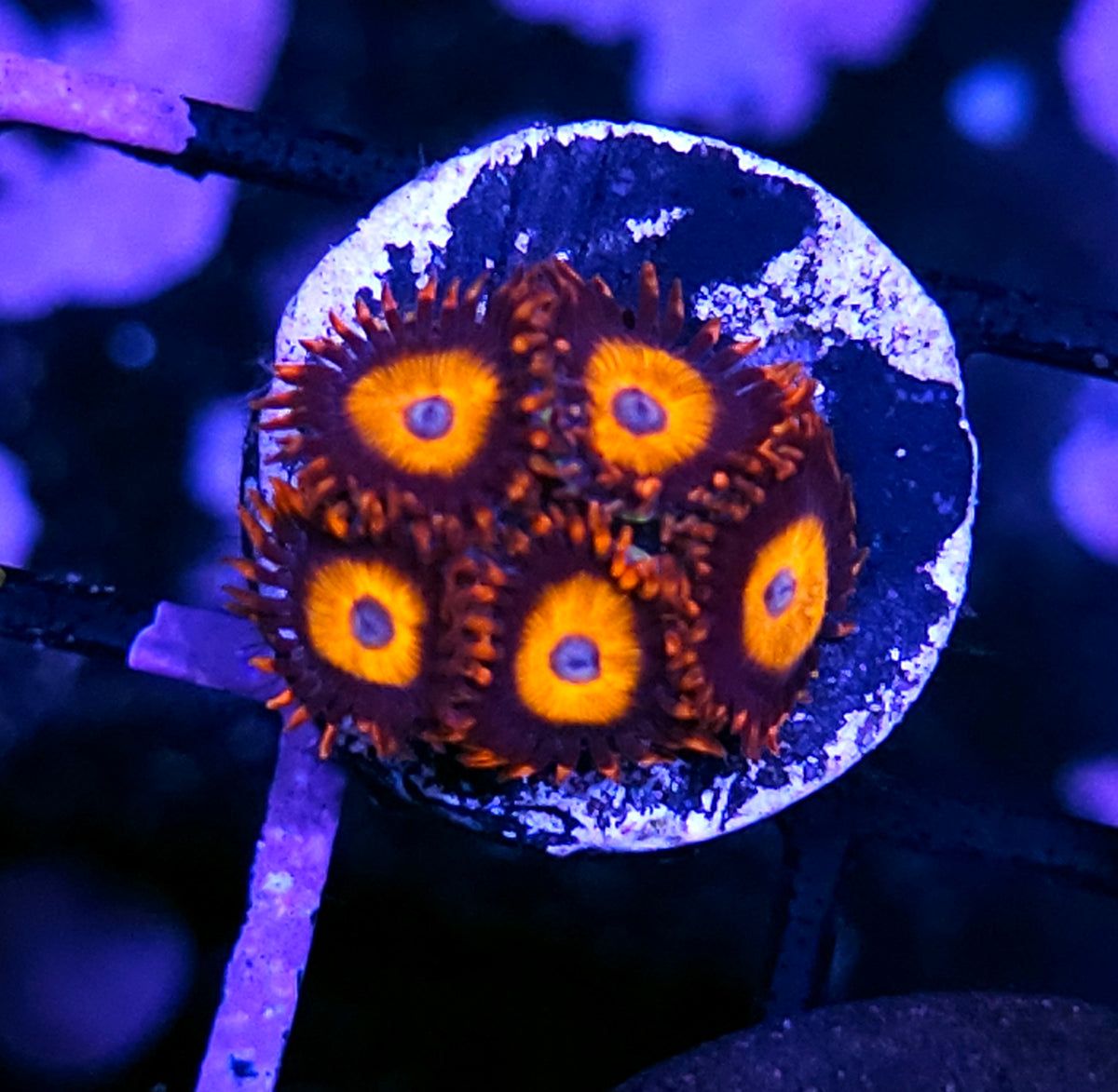 HF Rocket League Zoas