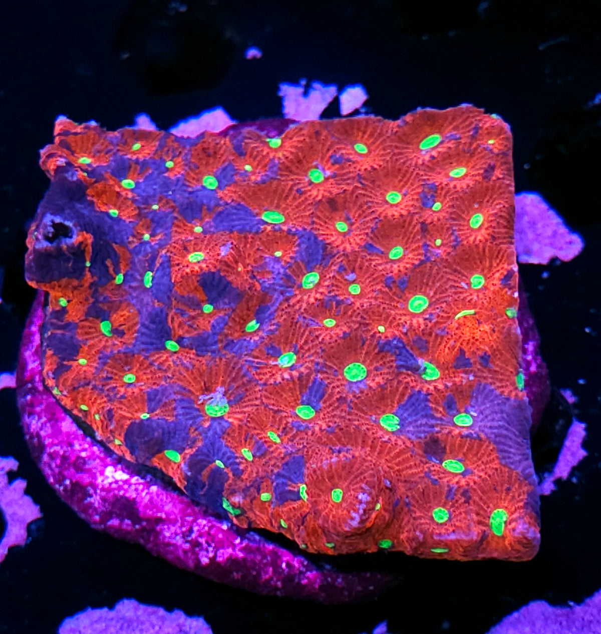 Wildside Favites Colony