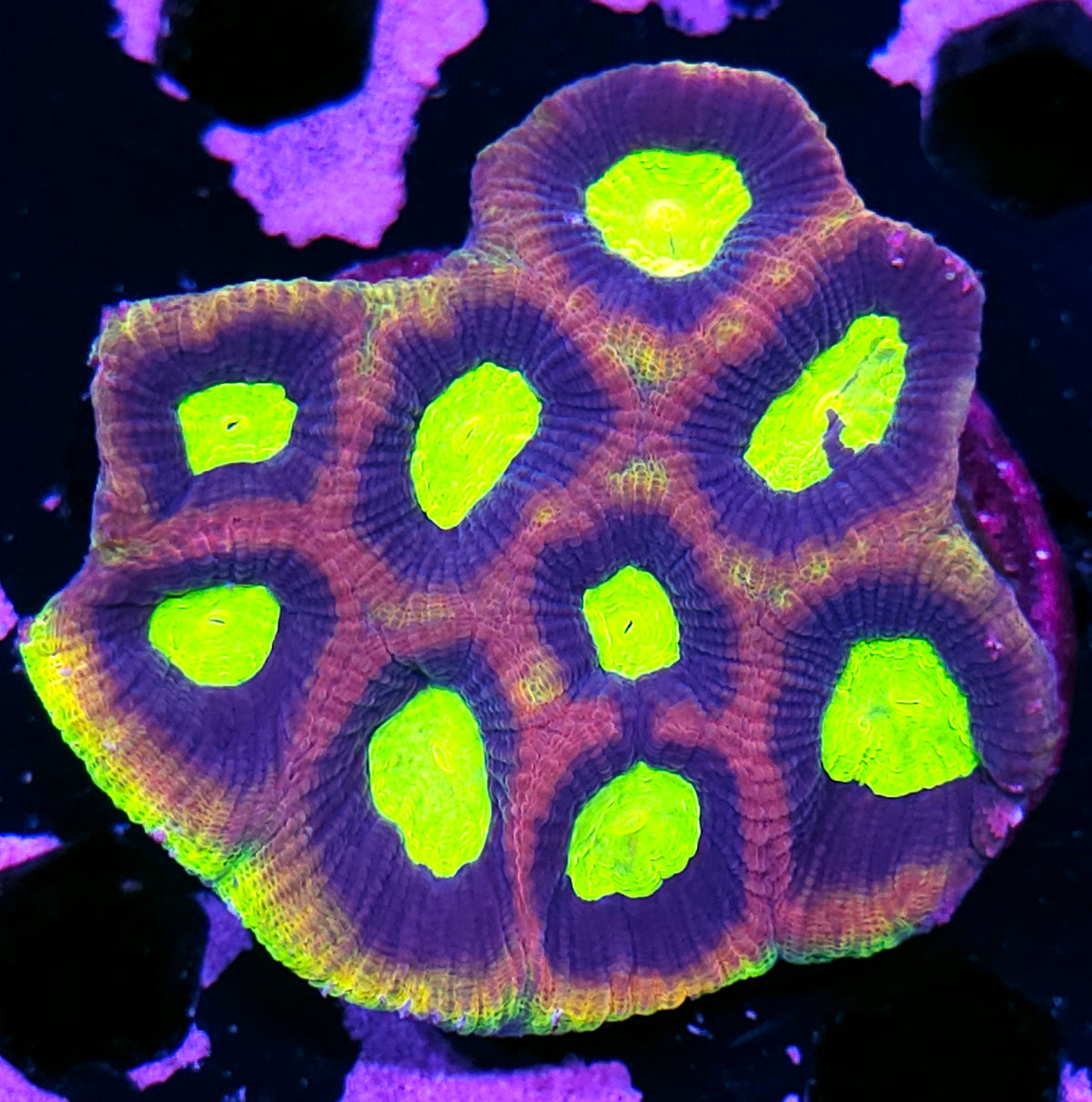Dragon Soul Favia Colony