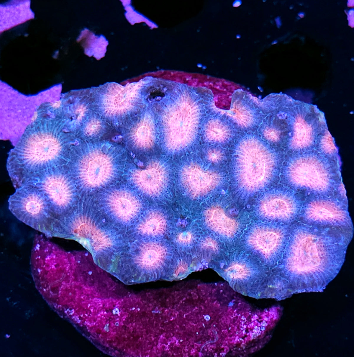 4" Firty Farts Favia Colony