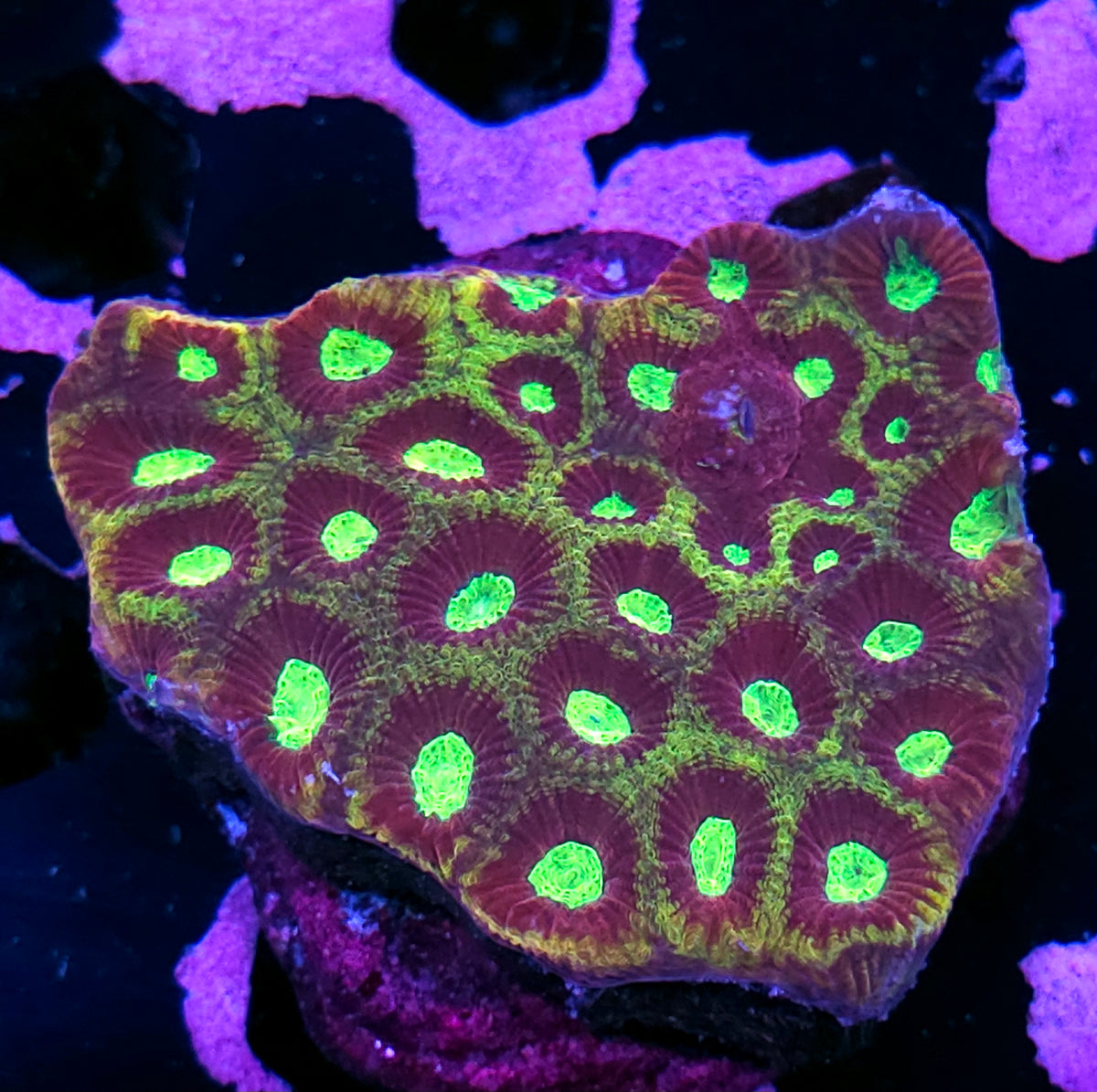 Iron Maiden Favia Colony