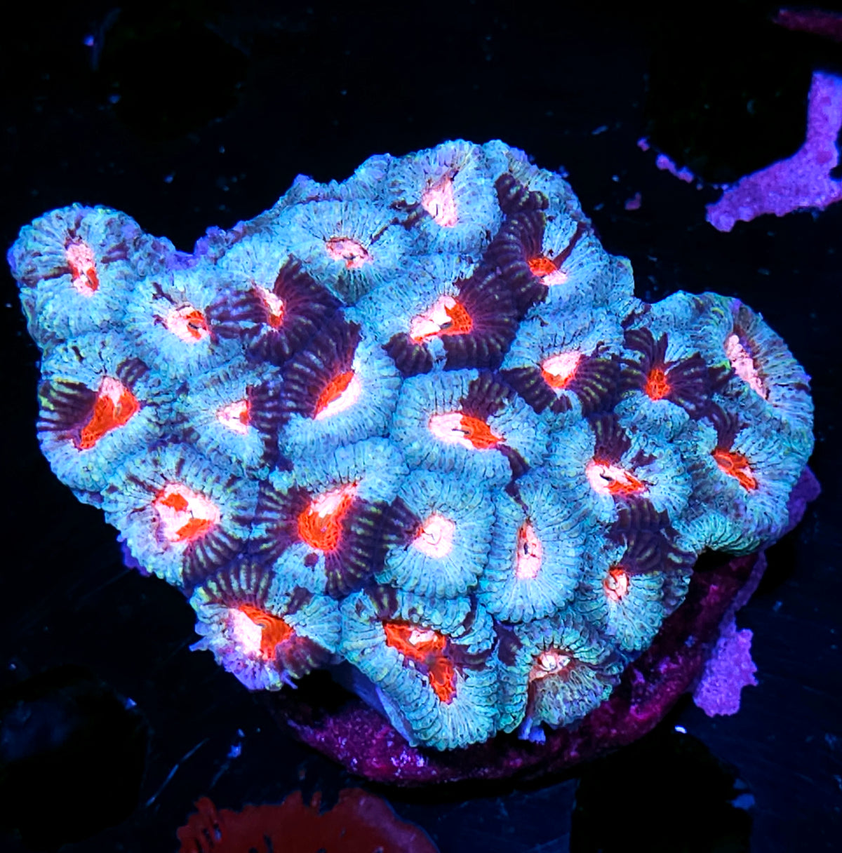 4" Captain Marvel Favia Colony