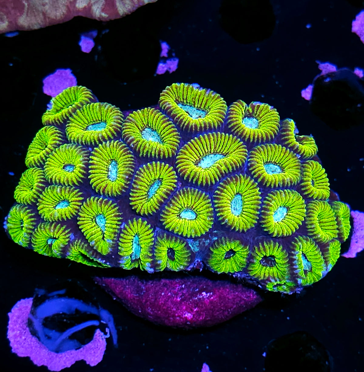 4" Mayan Sun Favia Colony