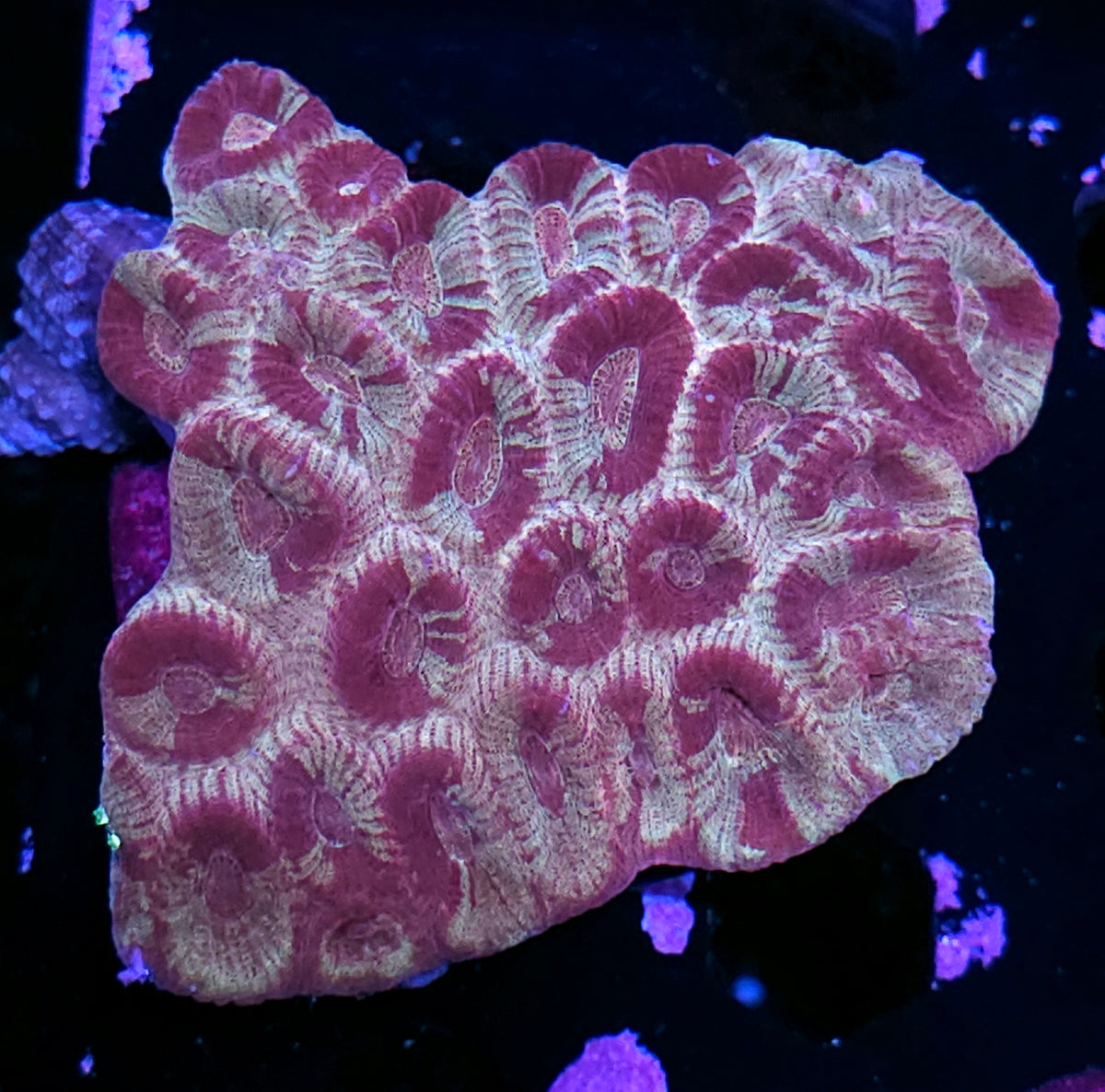 Shield of God Favia Colony
