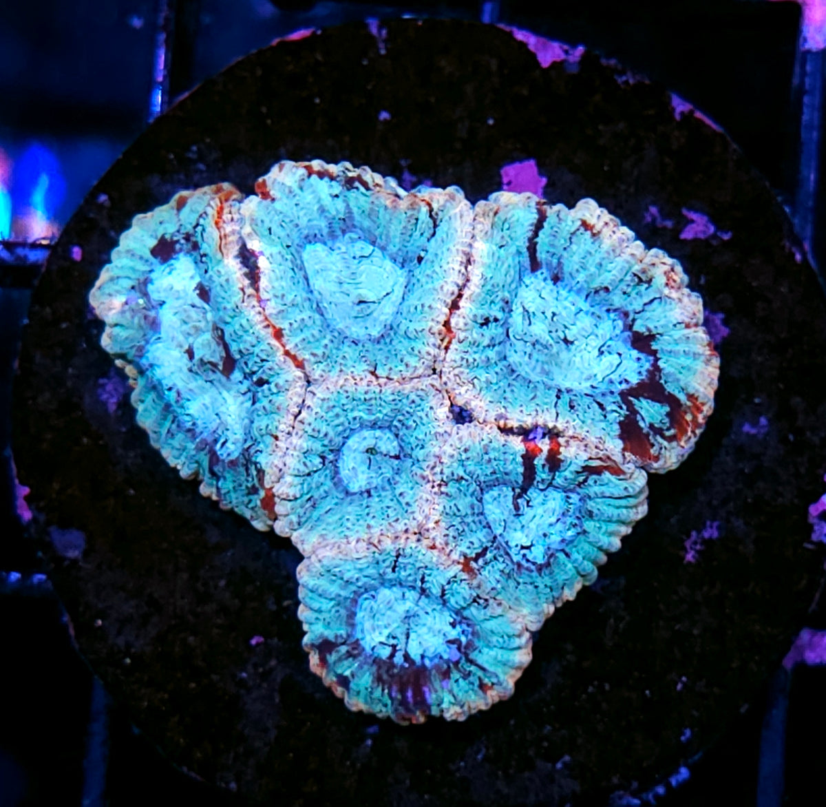 Permafrost Micro Favia
