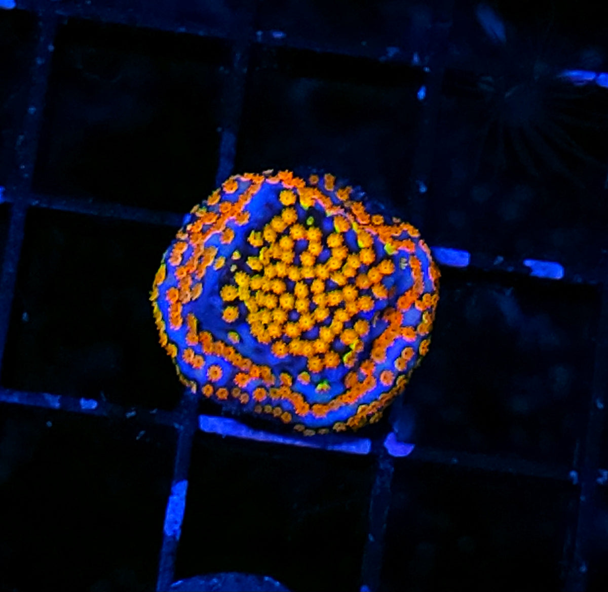 Crazy Rainbow Montipora