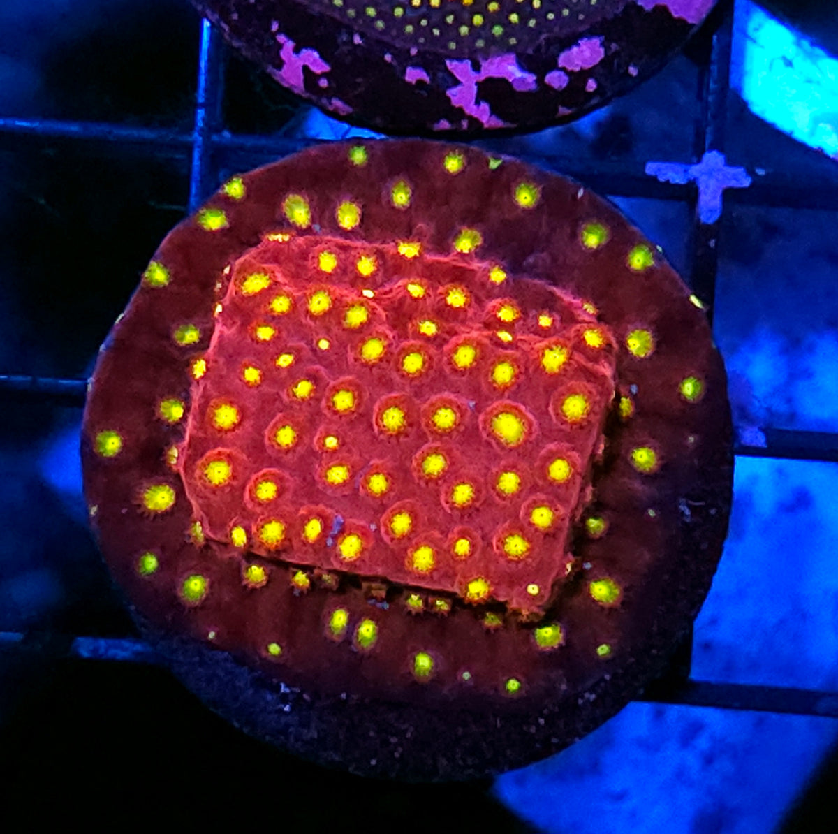 Badda Bing Cyphastrea