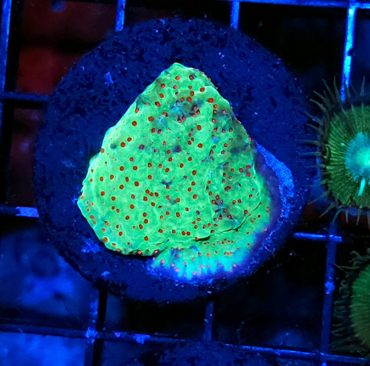 Jedi Mind Tricks Montipora