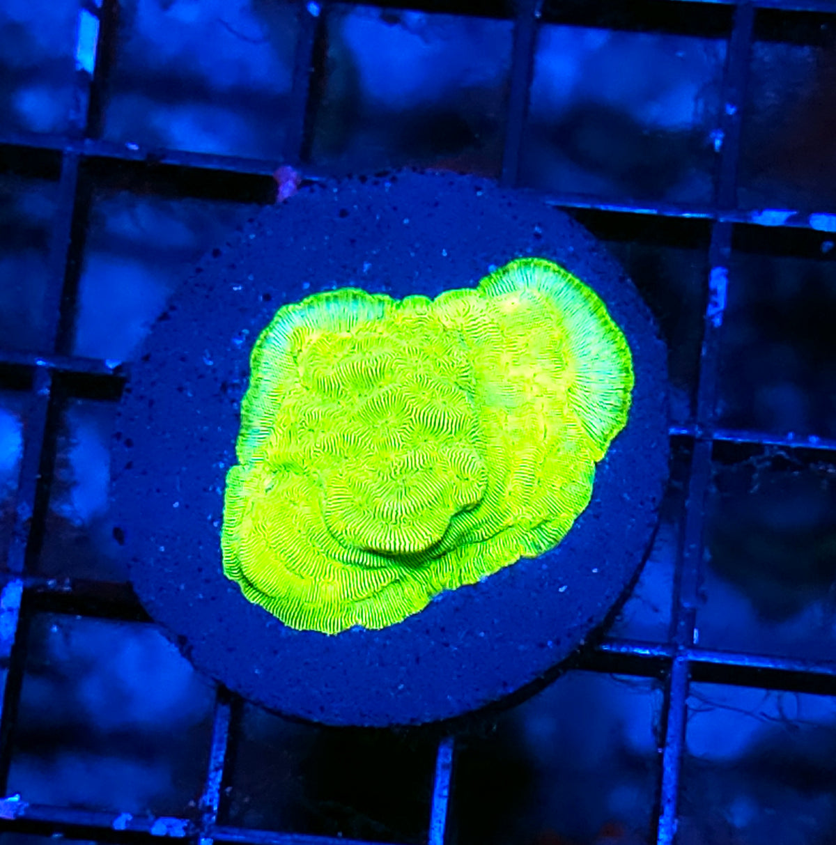 Kiwi Fusion Leptosersis