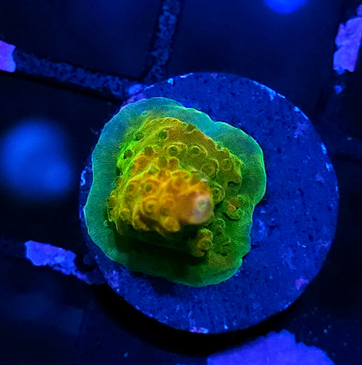 Leprechaun Acropora
