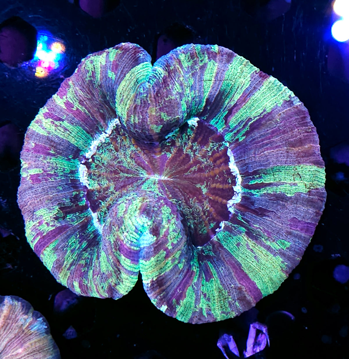 Shattered Stained Glass Wellsophyllia