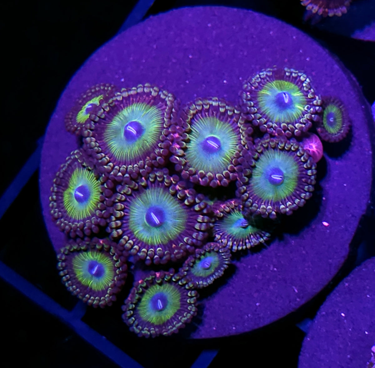 Latin Lover Zoas