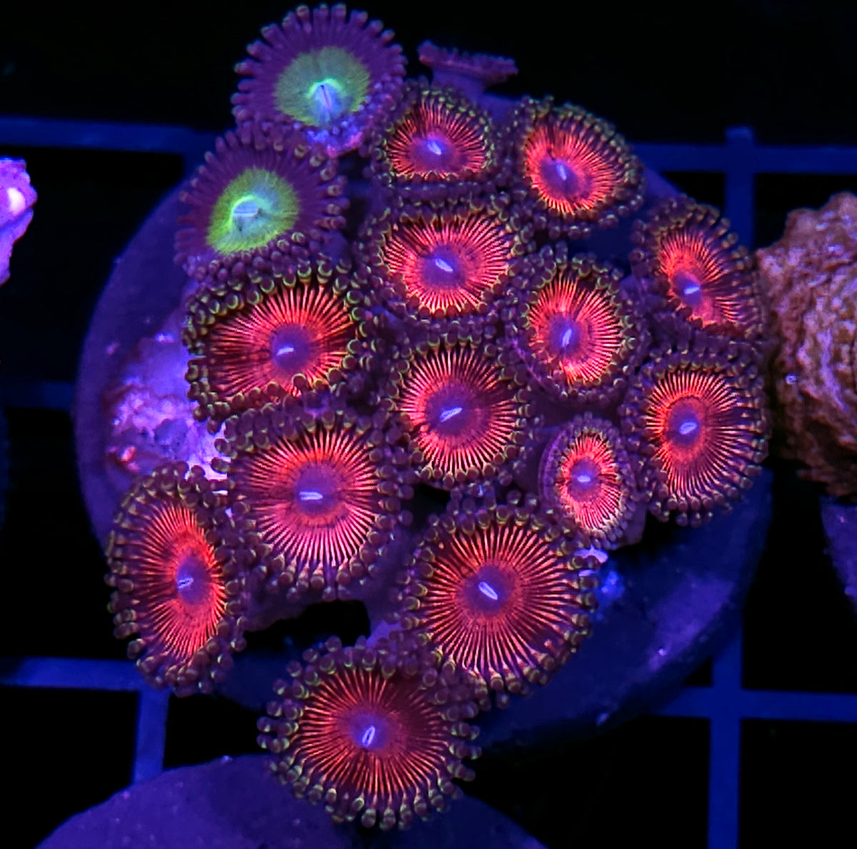 Red Rover Latin Lover Mix Zoa Mini Colony