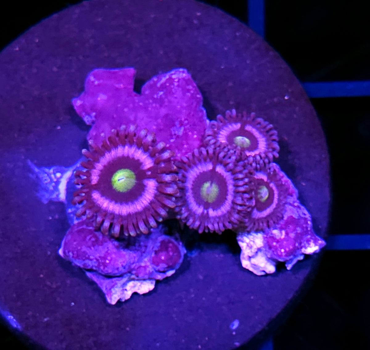Neon Kiss Zoas