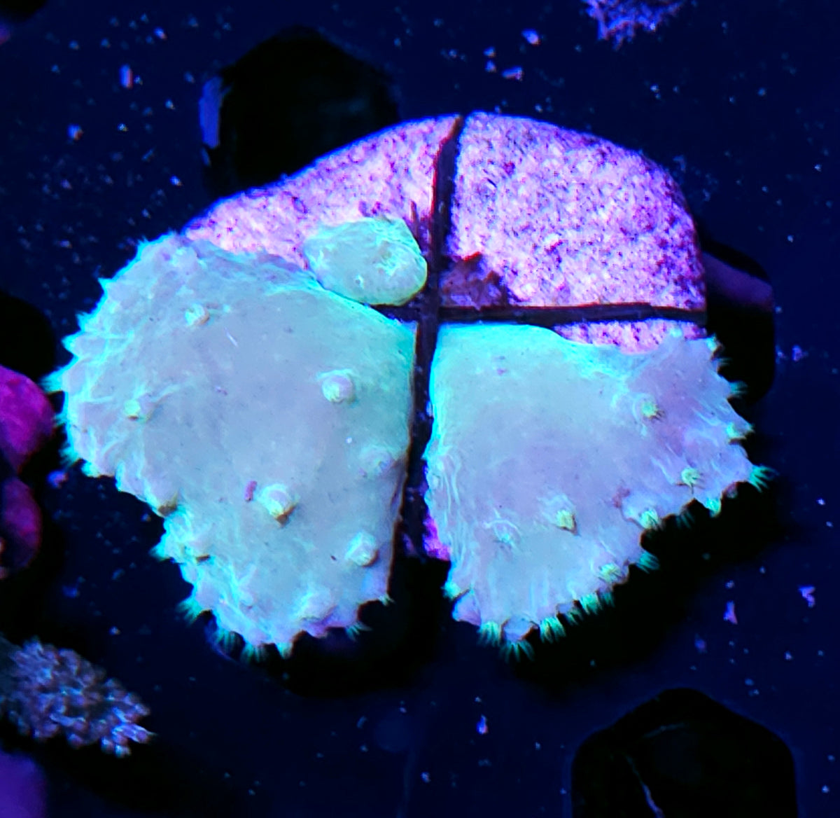 Toxic Green Cabbage Leather