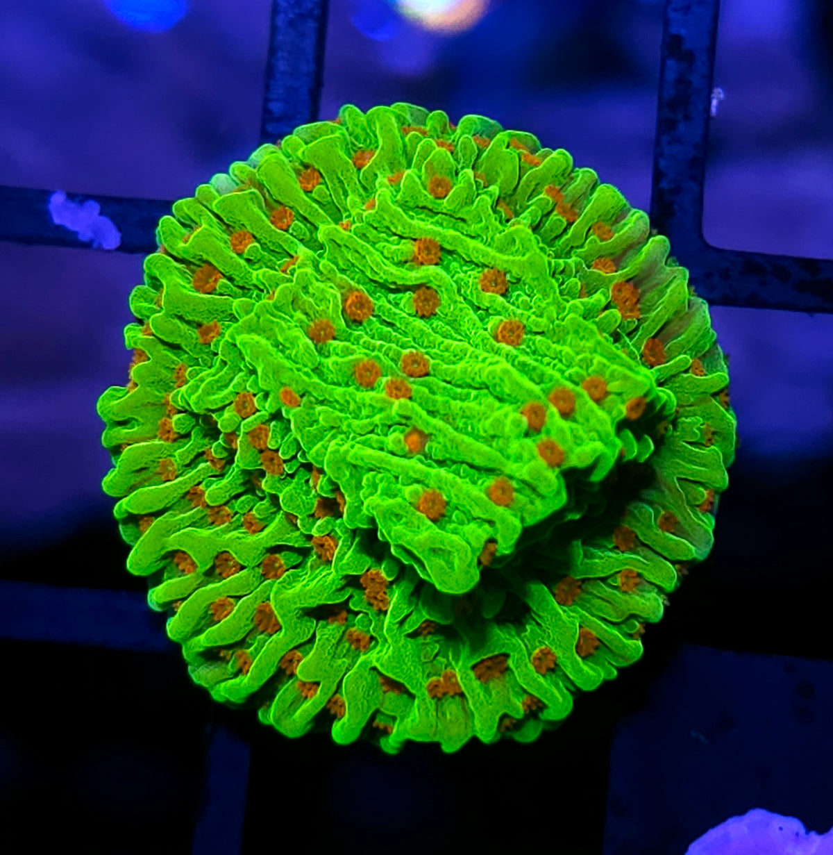 HF Acid Pox Montipora