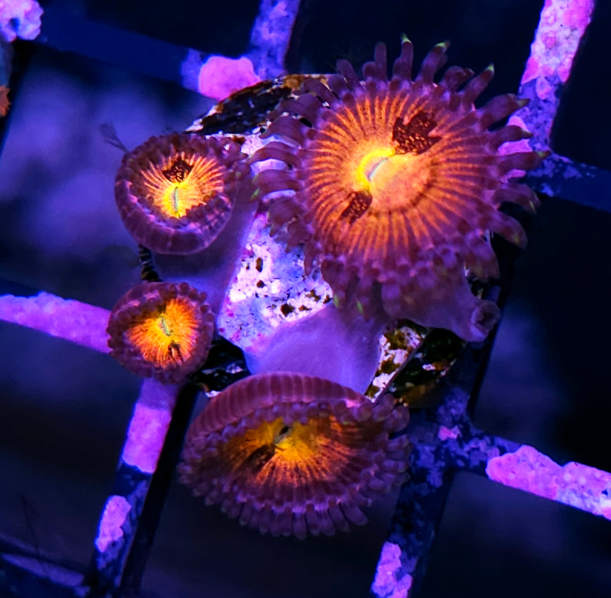 Halle Berry Zoas