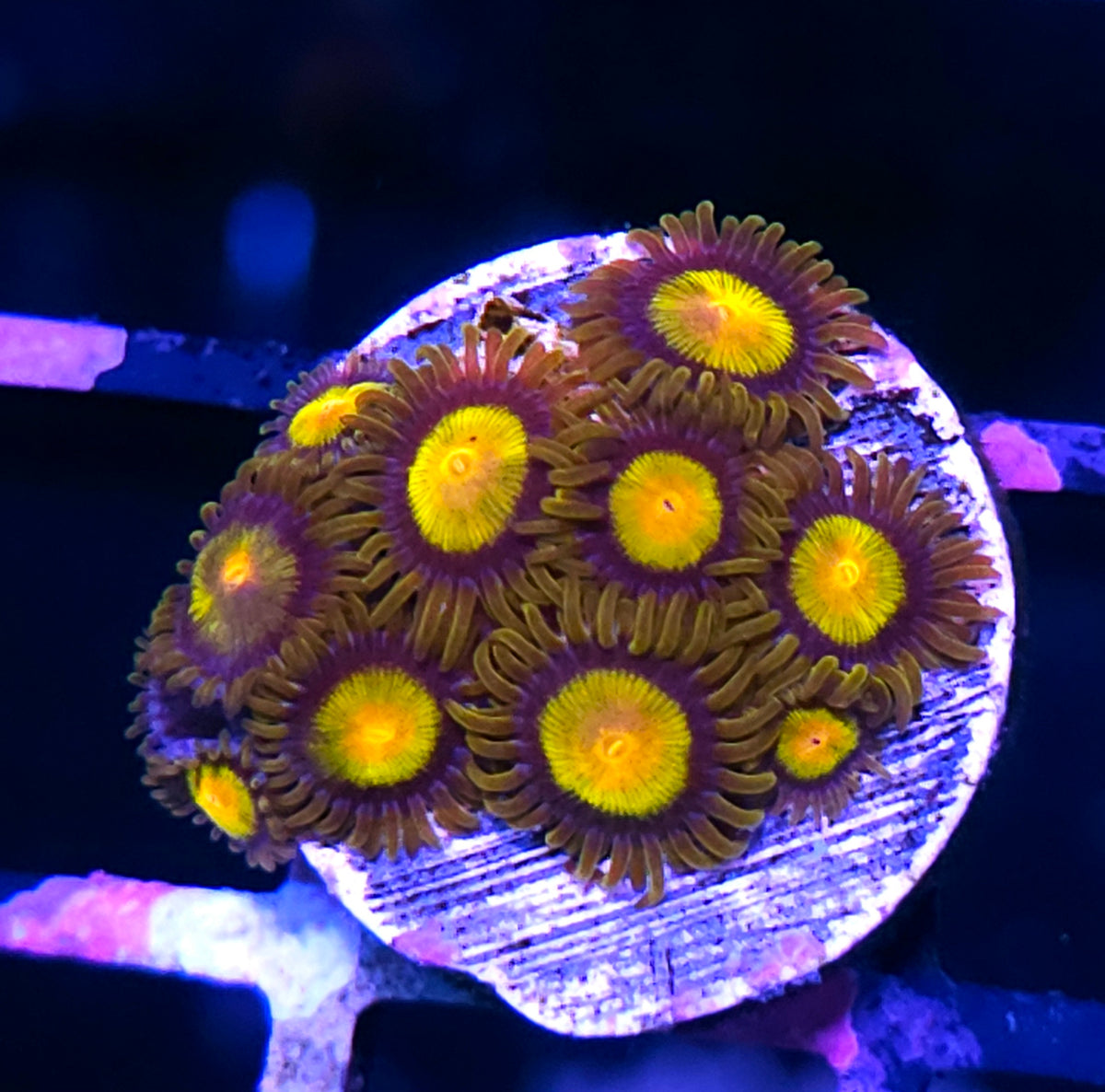 HF Tutti Frutti Zoas