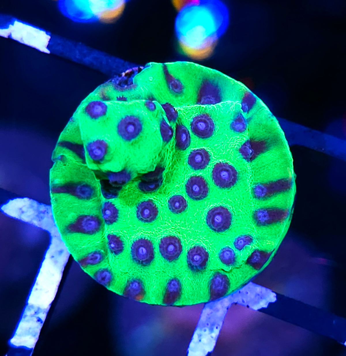 PPE Cyphastrea