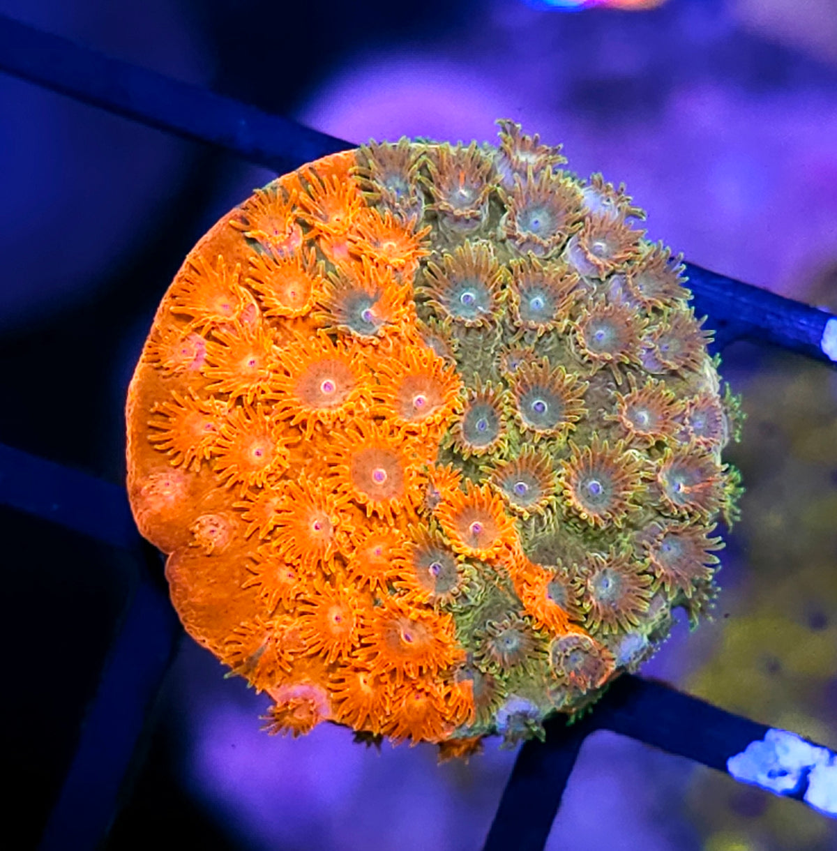 Circuit Breaker Grafted Cyphastrea