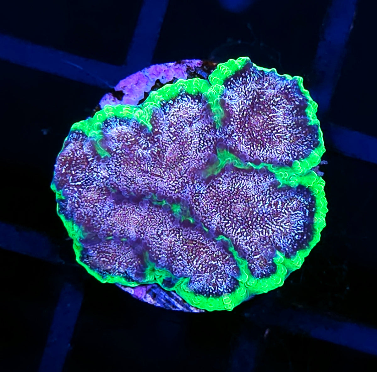 HF Bedazzled Favia