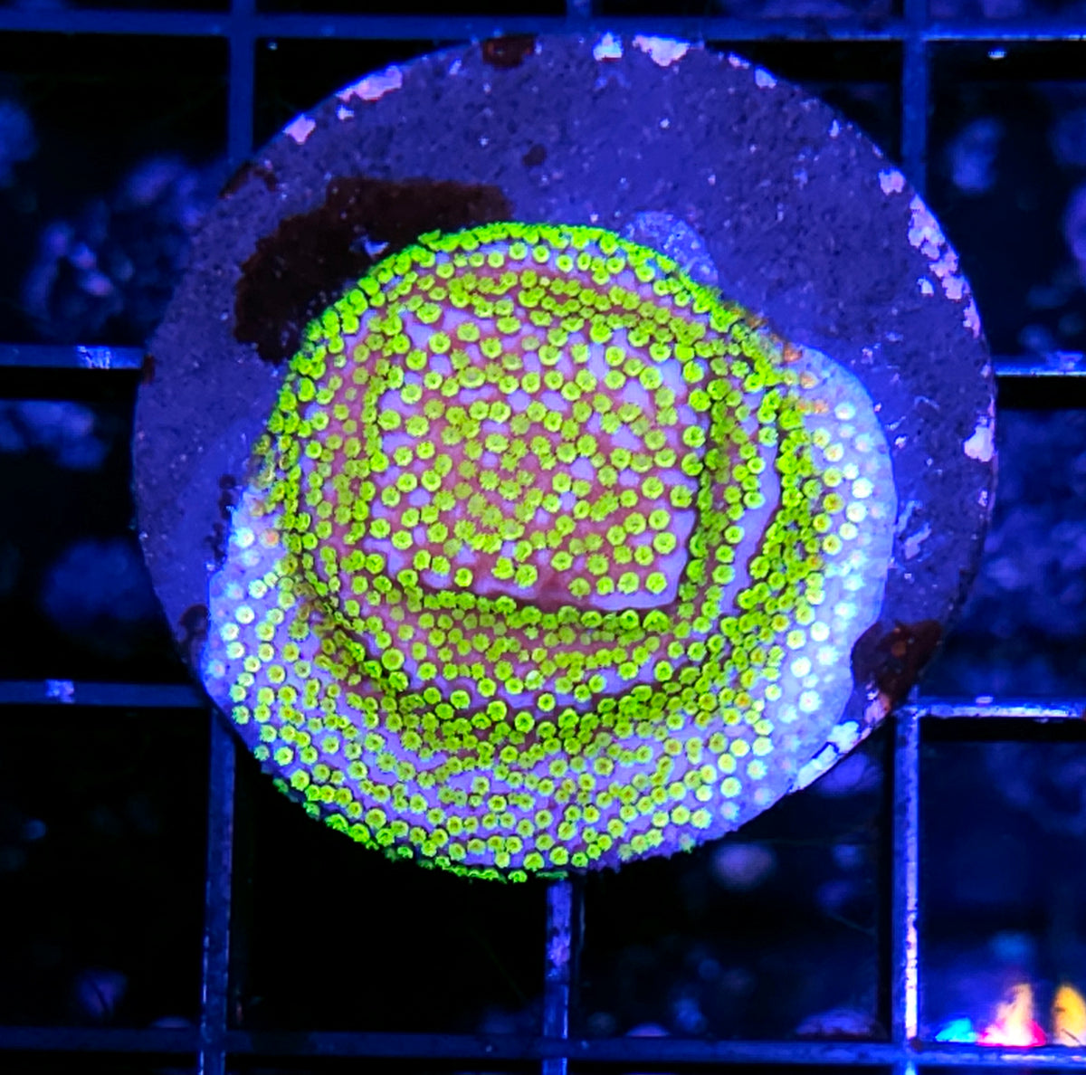 Pokerstar Montipora
