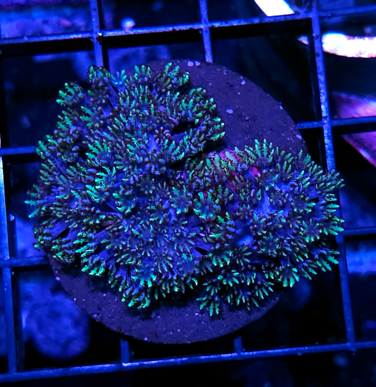 Blue Sympodium
