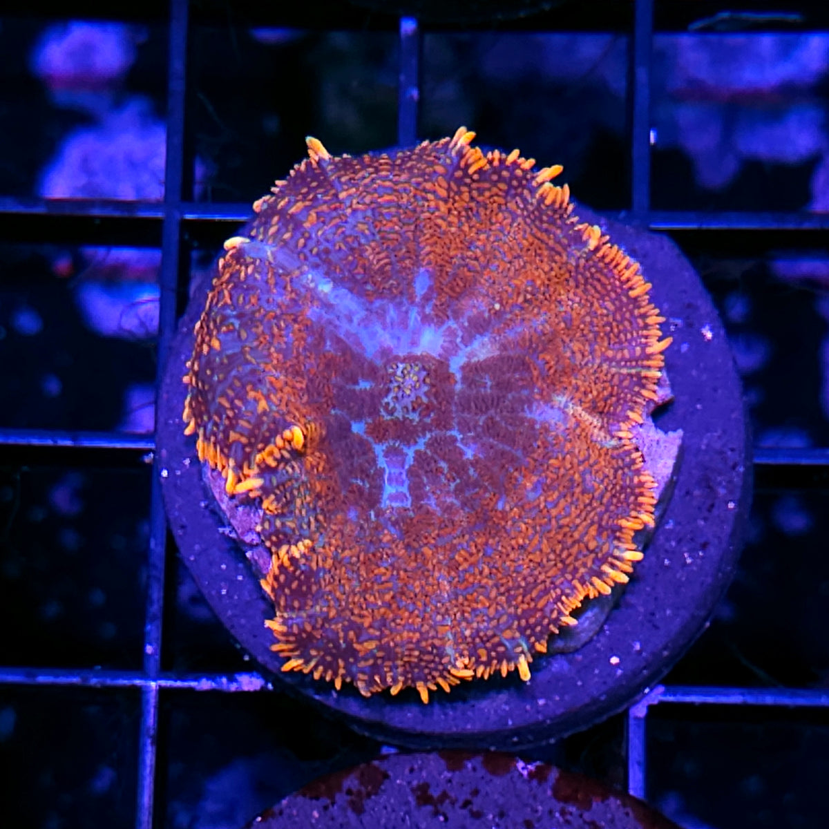 Orange Kissed Mushroom