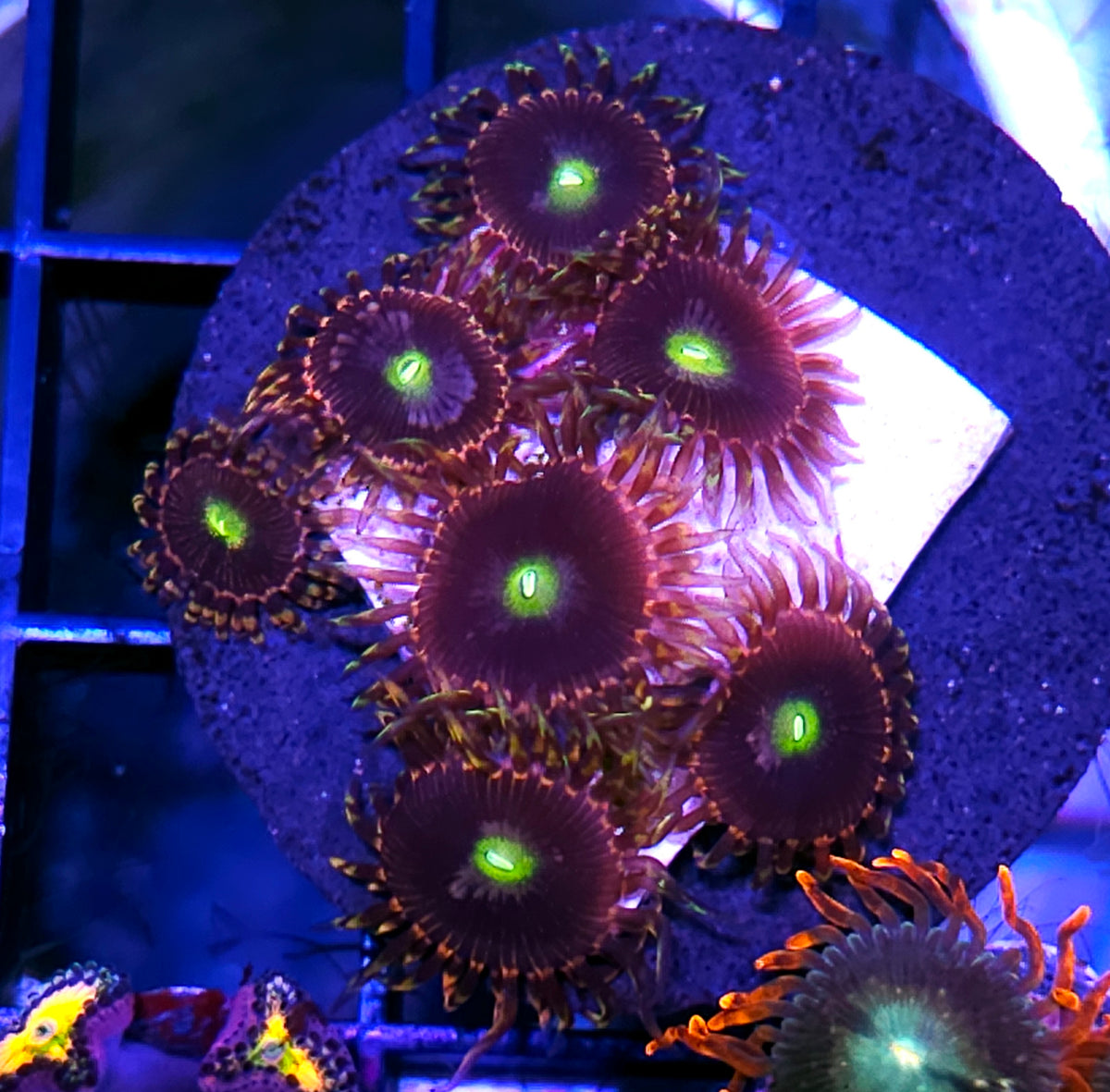 Bozos Birthday Zoas