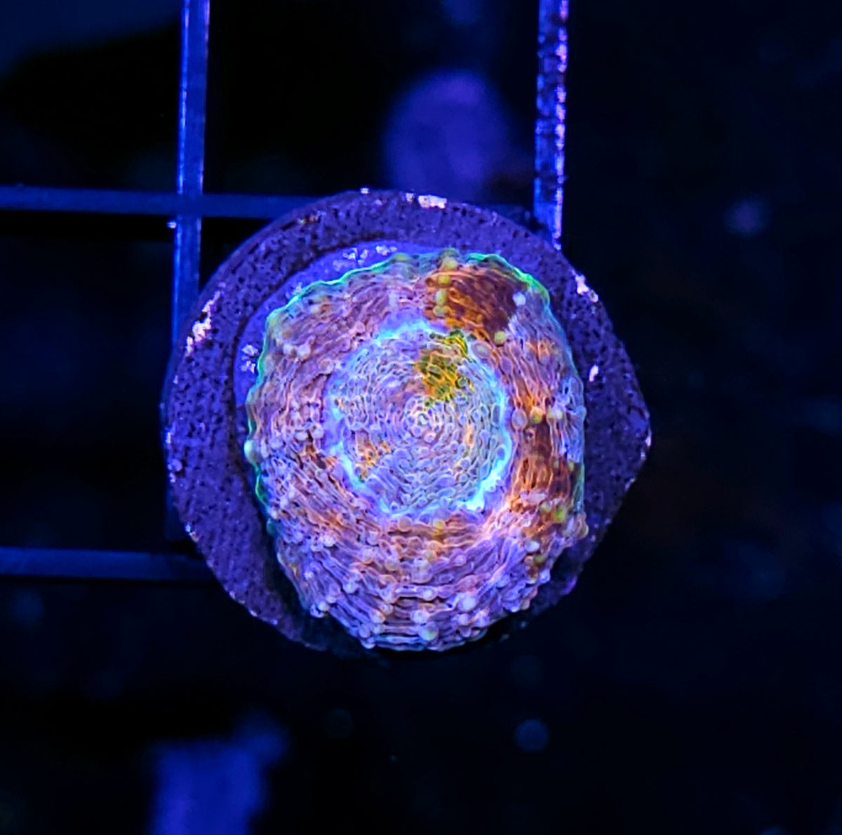 ECC Wonderland Acan Echinata