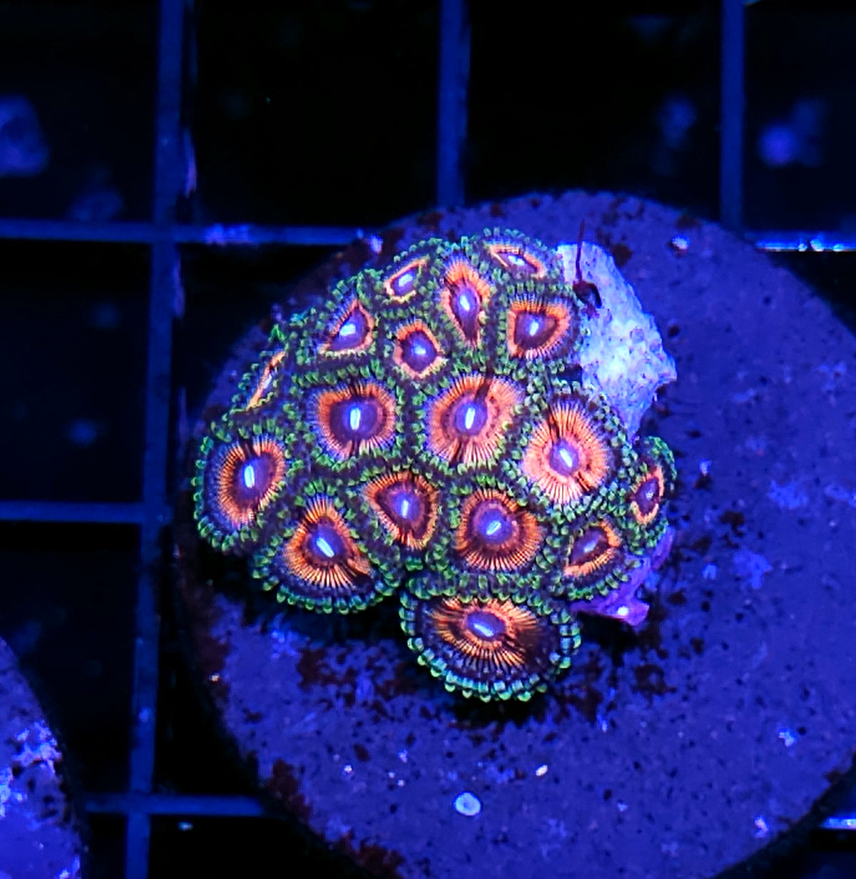 Hyper Flare Zoas