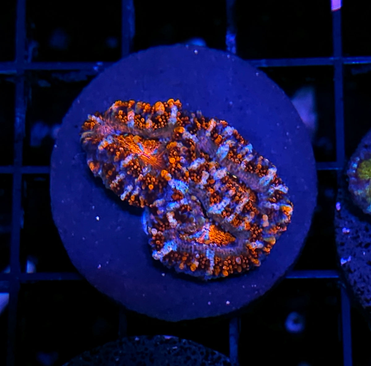Boombastic Acan