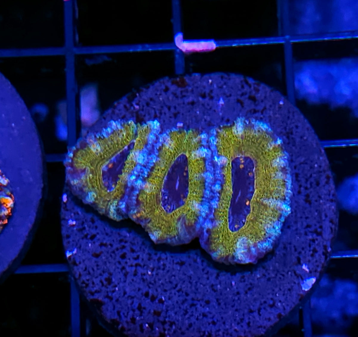 Voodoo Dolls Acan