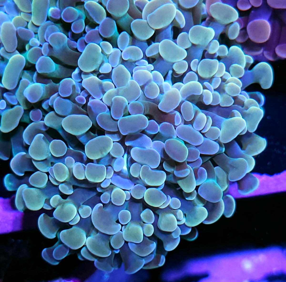Rainbow Pearlescent Branching Hammer