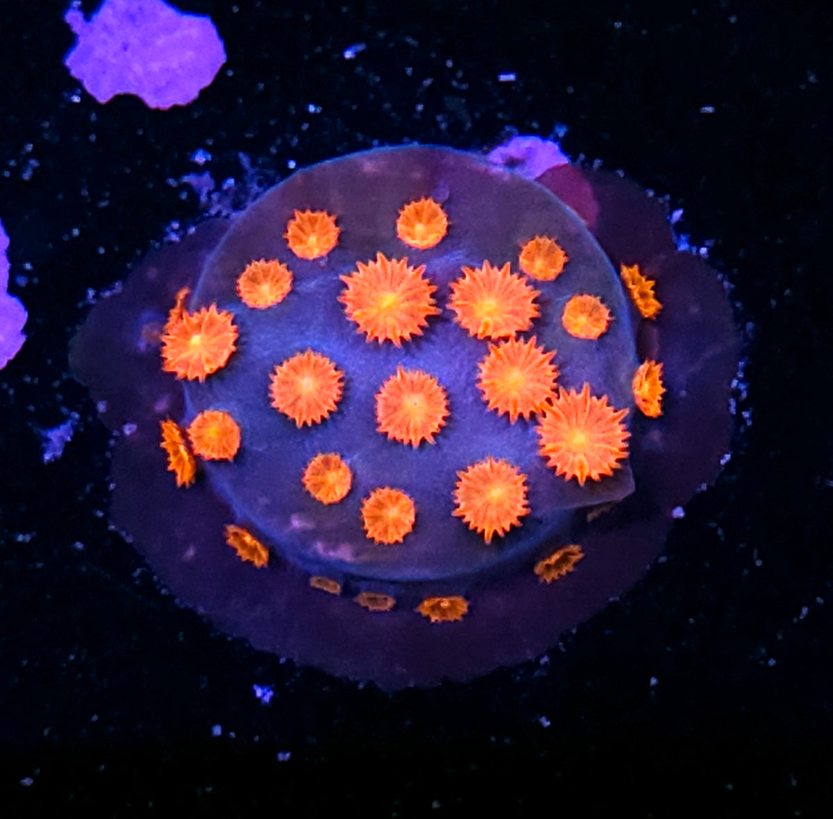 Snapshot Cyphastrea