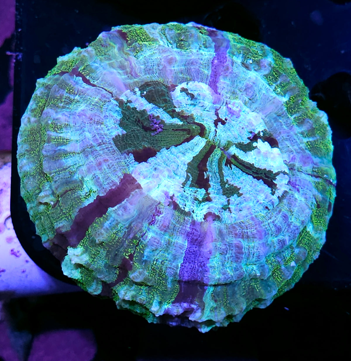 Fairy Aura Acanthophyllia